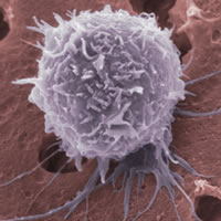 Cellule staminali adulte: la scienza e il futuro dell'uomo e della cultura